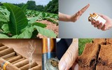 [ẢNH] Sự thật đáng sợ về những chất độc 