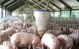 [ẢNH] Những ảnh hưởng từ việc giá thịt lợn tăng cao kỷ lục