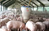 [ẢNH] Những ảnh hưởng từ việc giá thịt lợn tăng cao kỷ lục