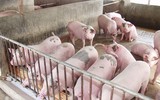 [ẢNH] Những ảnh hưởng từ việc giá thịt lợn tăng cao kỷ lục