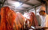 [ẢNH] Những ảnh hưởng từ việc giá thịt lợn tăng cao kỷ lục
