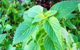[ẢNH] Mẹo nhỏ dân gian giúp điều trị các bệnh thường gặp vào mùa đông