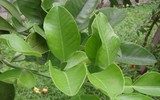 [ẢNH] Mẹo nhỏ dân gian giúp điều trị các bệnh thường gặp vào mùa đông