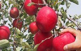 [ẢNH] Những loại quả đơn giản nhưng có giá đắt đỏ bậc nhất thế giới
