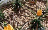 [ẢNH] Những loại quả đơn giản nhưng có giá đắt đỏ bậc nhất thế giới