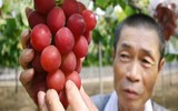 [ẢNH] Những loại quả đơn giản nhưng có giá đắt đỏ bậc nhất thế giới
