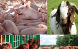 [ẢNH] Những chính sách mới nổi bật có hiệu lực từ 1-1-2020