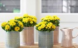 [ẢNH] Những đồ vật trang trí giúp ngôi nhà thêm ấm cúng trong dịp Tết