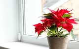 [ẢNH] Những đồ vật trang trí giúp ngôi nhà thêm ấm cúng trong dịp Tết