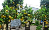 [ẢNH] Những loại cây cảnh có giá cao ngất ngưởng nhưng vẫn được săn đón trong dịp Tết 2020