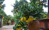 [ẢNH] Những loại cây cảnh có giá cao ngất ngưởng nhưng vẫn được săn đón trong dịp Tết 2020