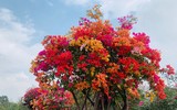 [ẢNH] Những loại cây cảnh có giá cao ngất ngưởng nhưng vẫn được săn đón trong dịp Tết 2020