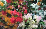 [ẢNH] Những loại cây cảnh có giá cao ngất ngưởng nhưng vẫn được săn đón trong dịp Tết 2020