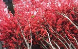 [ẢNH] Những loại cây cảnh có giá cao ngất ngưởng nhưng vẫn được săn đón trong dịp Tết 2020