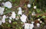 [ẢNH] Những loại cây cảnh có giá cao ngất ngưởng nhưng vẫn được săn đón trong dịp Tết 2020