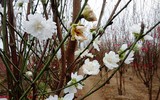 [ẢNH] Những loại cây cảnh có giá cao ngất ngưởng nhưng vẫn được săn đón trong dịp Tết 2020