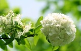 [ẢNH] Cảnh giác với những loài hoa, cây cảnh cực đẹp nhưng cũng cực độc trong dịp Tết