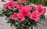 [ẢNH] Cảnh giác với những loài hoa, cây cảnh cực đẹp nhưng cũng cực độc trong dịp Tết