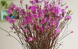 [ẢNH] Cảnh giác với những loài hoa, cây cảnh cực đẹp nhưng cũng cực độc trong dịp Tết