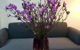 [ẢNH] Cảnh giác với những loài hoa, cây cảnh cực đẹp nhưng cũng cực độc trong dịp Tết