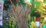 [ẢNH] Cảnh giác với những loài hoa, cây cảnh cực đẹp nhưng cũng cực độc trong dịp Tết