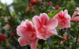 [ẢNH] Cảnh giác với những loài hoa, cây cảnh cực đẹp nhưng cũng cực độc trong dịp Tết