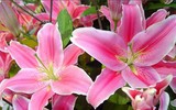 [ẢNH] Cảnh giác với những loài hoa, cây cảnh cực đẹp nhưng cũng cực độc trong dịp Tết