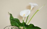 [ẢNH] Cảnh giác với những loài hoa, cây cảnh cực đẹp nhưng cũng cực độc trong dịp Tết