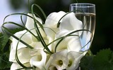 [ẢNH] Cảnh giác với những loài hoa, cây cảnh cực đẹp nhưng cũng cực độc trong dịp Tết