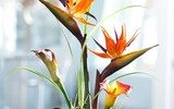 [ẢNH] Cảnh giác với những loài hoa, cây cảnh cực đẹp nhưng cũng cực độc trong dịp Tết