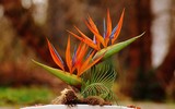 [ẢNH] Cảnh giác với những loài hoa, cây cảnh cực đẹp nhưng cũng cực độc trong dịp Tết
