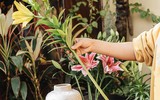 [ẢNH] Những bí quyết giúp hoa tươi lâu trong ngày Tết