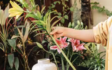 [ẢNH] Những bí quyết giúp hoa tươi lâu trong ngày Tết