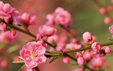 [ẢNH] Những bí quyết giúp hoa tươi lâu trong ngày Tết