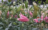 [ẢNH] Những bí quyết giúp hoa tươi lâu trong ngày Tết