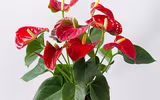 [ẢNH] Cảnh giác với những loài hoa, cây cảnh cực đẹp nhưng cũng cực độc trong dịp Tết
