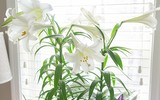 [ẢNH] Cảnh giác với những loài hoa, cây cảnh cực đẹp nhưng cũng cực độc trong dịp Tết