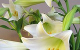 [ẢNH] Cảnh giác với những loài hoa, cây cảnh cực đẹp nhưng cũng cực độc trong dịp Tết
