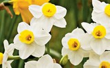 [ẢNH] Cảnh giác với những loài hoa, cây cảnh cực đẹp nhưng cũng cực độc trong dịp Tết