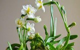 [ẢNH] Cảnh giác với những loài hoa, cây cảnh cực đẹp nhưng cũng cực độc trong dịp Tết