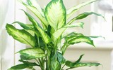[ẢNH] Cảnh giác với những loài hoa, cây cảnh cực đẹp nhưng cũng cực độc trong dịp Tết