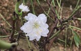[ẢNH] Những loại cây cảnh 