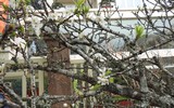 [ẢNH] Những loại cây cảnh 