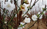 [ẢNH] Những loại cây cảnh 
