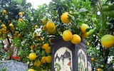 [ẢNH] Những loại cây cảnh 