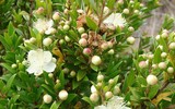 [ẢNH] Những loại cây cảnh 
