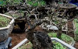 [ẢNH] Những loại cây cảnh 