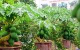 [ẢNH] Những loại cây cảnh 