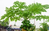 [ẢNH] Những loại cây cảnh 