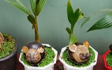 [ẢNH] Những loại cây cảnh 